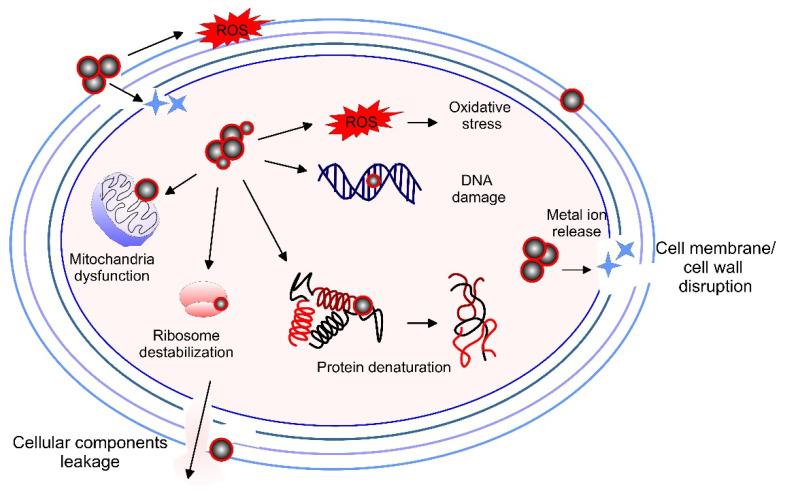 https://cdn.ncbi.nlm.nih.gov/pmc/blobs/1f3a/10301310/e4db50cb3c30/pharmaceutics-15-01650-g006.jpg