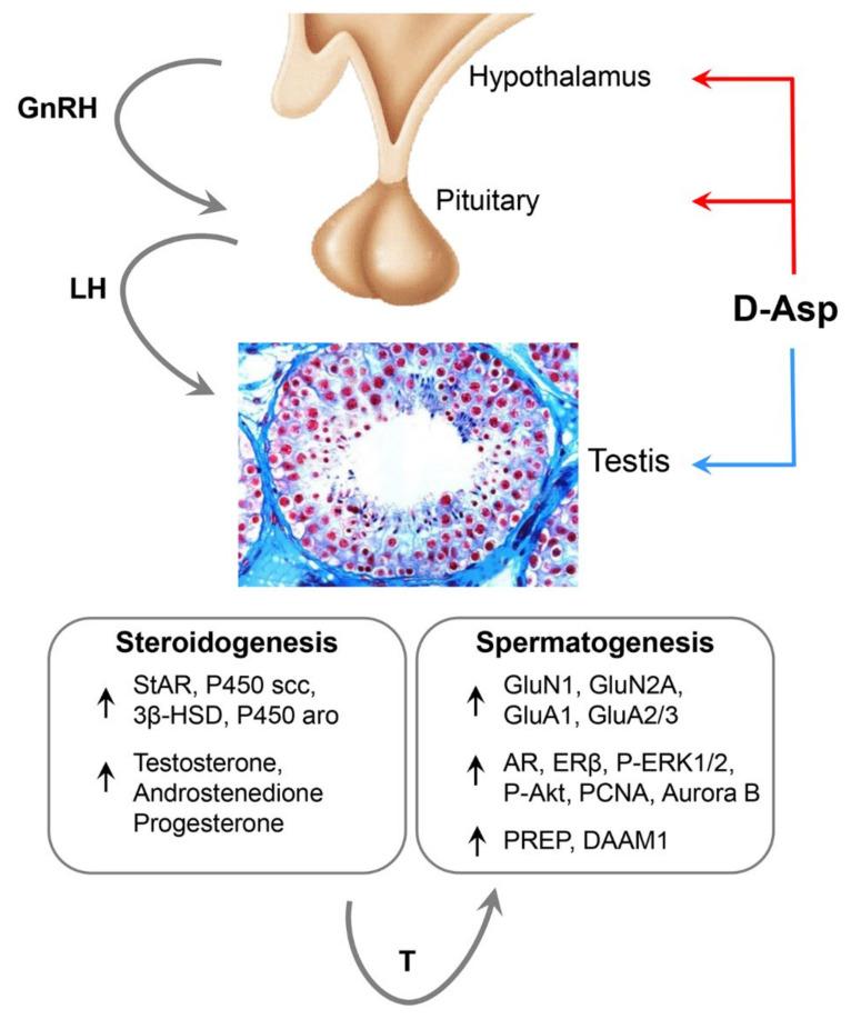 https://cdn.ncbi.nlm.nih.gov/pmc/blobs/1f3c/7698810/c14789024b7d/ijms-21-08718-g001.jpg