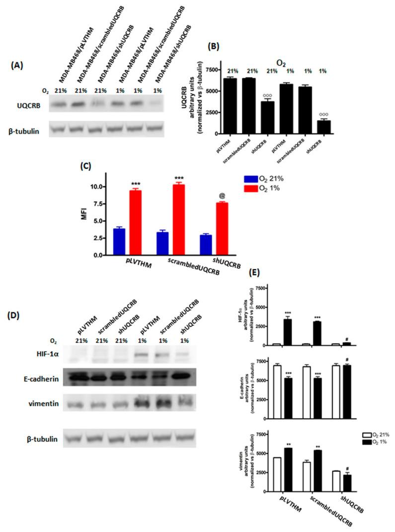 https://cdn.ncbi.nlm.nih.gov/pmc/blobs/1f40/9689492/6f87f977d61b/cimb-44-00359-g005.jpg
