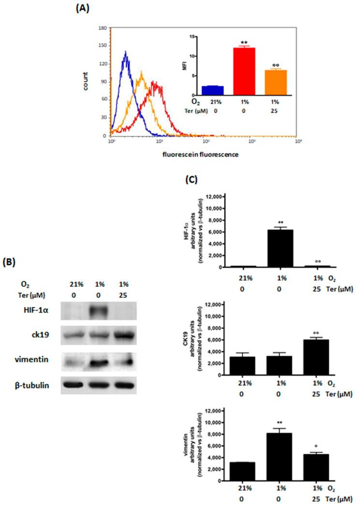 https://cdn.ncbi.nlm.nih.gov/pmc/blobs/1f40/9689492/fae32b3c4b06/cimb-44-00359-g004.jpg