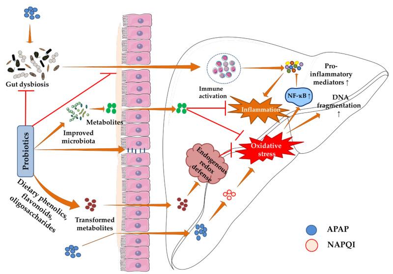 https://cdn.ncbi.nlm.nih.gov/pmc/blobs/1f42/9312935/2a27e4746b3b/biomedicines-10-01498-g003.jpg