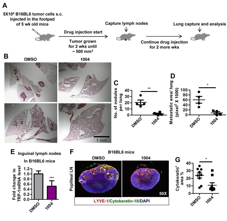 https://cdn.ncbi.nlm.nih.gov/pmc/blobs/1f44/4058043/3f370a6d1220/oncotarget-05-2761-g006.jpg