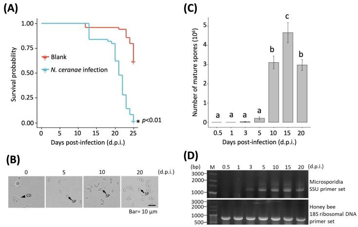 https://cdn.ncbi.nlm.nih.gov/pmc/blobs/1f44/9409478/8c0d5259533c/insects-13-00716-g001.jpg