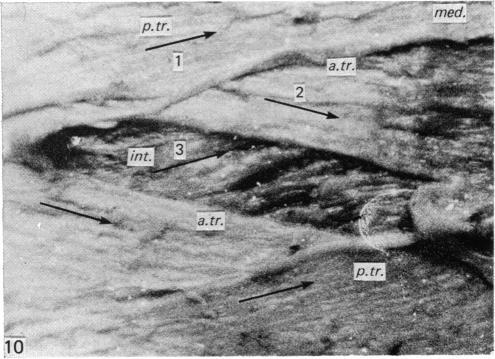 https://cdn.ncbi.nlm.nih.gov/pmc/blobs/1f4e/1233240/8b944410fcc2/janat00231-0008-e.jpg