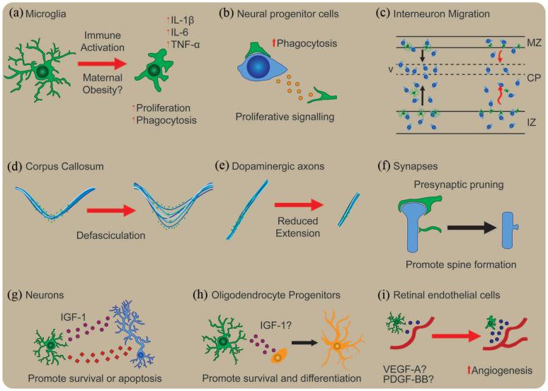 https://cdn.ncbi.nlm.nih.gov/pmc/blobs/1f4e/8040564/6b3d09b7fdc8/10.1177_23982128211003484-fig2.jpg