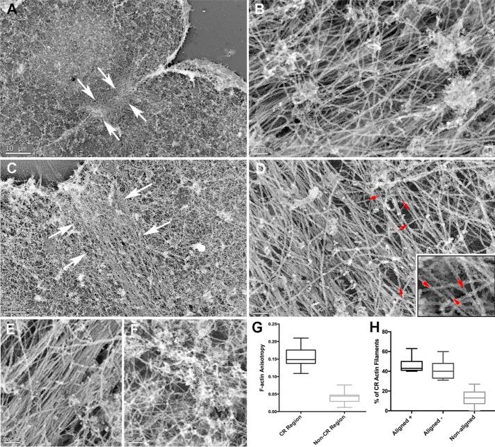 https://cdn.ncbi.nlm.nih.gov/pmc/blobs/1f51/5328620/6f7c220782e0/613fig6.jpg