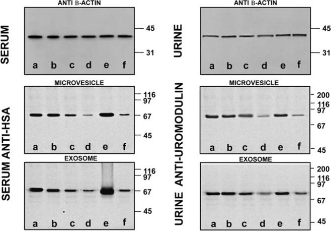 https://cdn.ncbi.nlm.nih.gov/pmc/blobs/1f51/6736982/c25c56fb9ec1/41598_2019_47598_Fig9_HTML.jpg