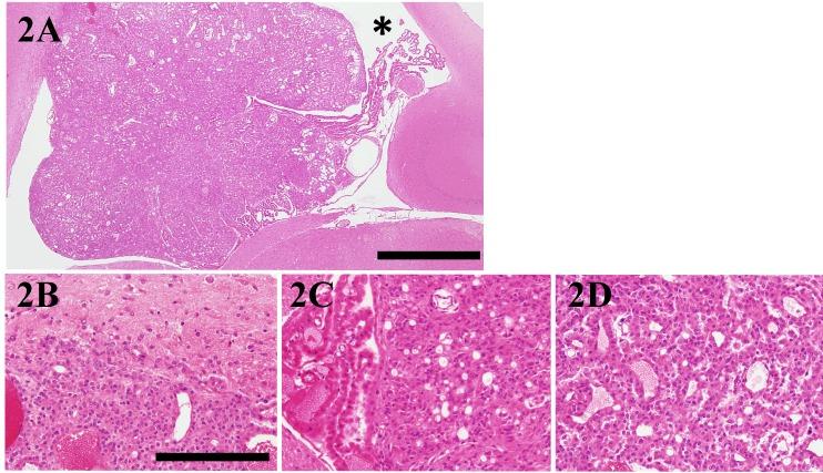https://cdn.ncbi.nlm.nih.gov/pmc/blobs/1f53/5938188/a050d09f84b2/jvms-80-611-g002.jpg