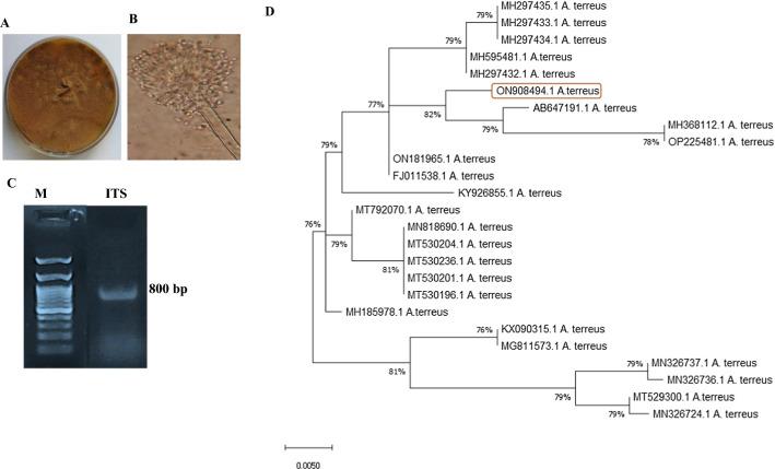 https://cdn.ncbi.nlm.nih.gov/pmc/blobs/1f53/9824926/48df620fb721/12934_2022_2012_Fig2_HTML.jpg