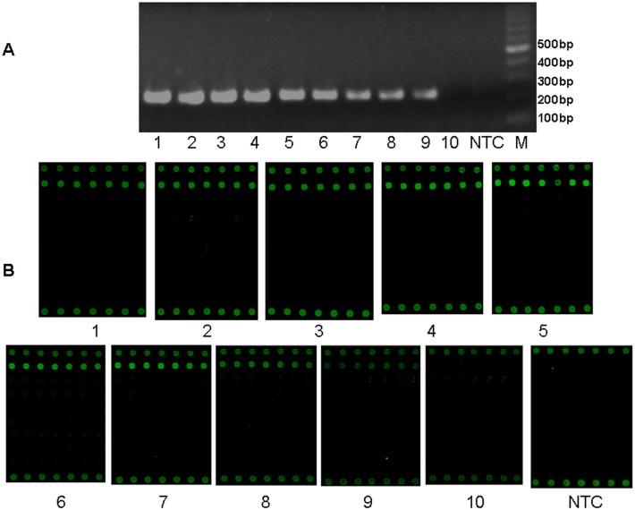 https://cdn.ncbi.nlm.nih.gov/pmc/blobs/1f55/4361642/bba677b5907a/pone.0117626.g003.jpg