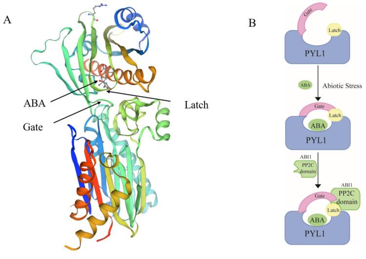 https://cdn.ncbi.nlm.nih.gov/pmc/blobs/1f58/8657568/1cd2b5509894/ijms-22-12619-g002.jpg