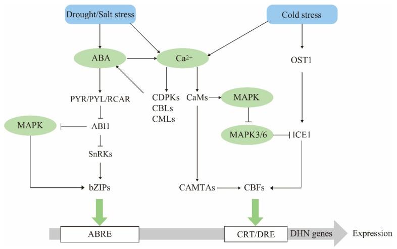 https://cdn.ncbi.nlm.nih.gov/pmc/blobs/1f58/8657568/b72bdf71bfae/ijms-22-12619-g001.jpg