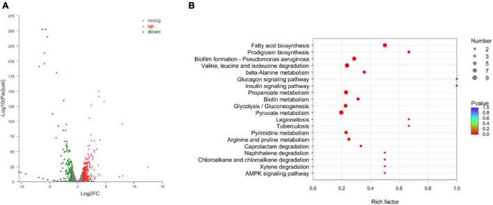 https://cdn.ncbi.nlm.nih.gov/pmc/blobs/1f59/11211267/156a41b9cd46/fmicb-15-1394775-g006.jpg