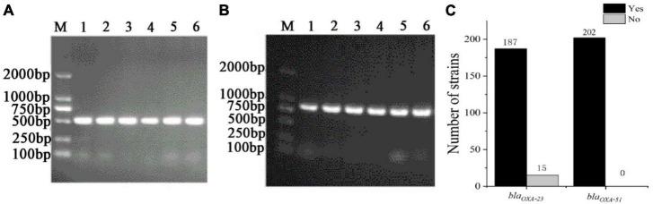 https://cdn.ncbi.nlm.nih.gov/pmc/blobs/1f59/11211267/62adfe991237/fmicb-15-1394775-g005.jpg