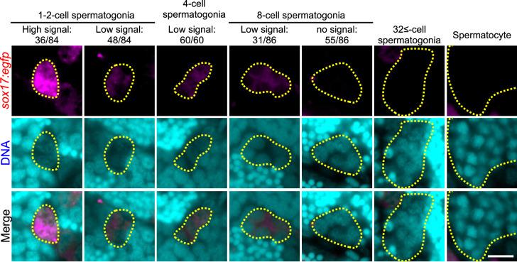 https://cdn.ncbi.nlm.nih.gov/pmc/blobs/1f5a/12289311/3a7f35296449/elife-104295-fig2-figsupp1.jpg