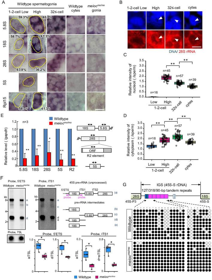 https://cdn.ncbi.nlm.nih.gov/pmc/blobs/1f5a/12289311/491bc8420356/elife-104295-fig2.jpg