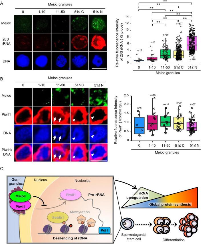 https://cdn.ncbi.nlm.nih.gov/pmc/blobs/1f5a/12289311/b749e7df1494/elife-104295-fig7.jpg