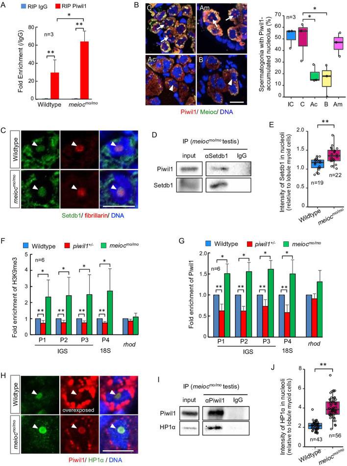https://cdn.ncbi.nlm.nih.gov/pmc/blobs/1f5a/12289311/f996b17d2764/elife-104295-fig6.jpg