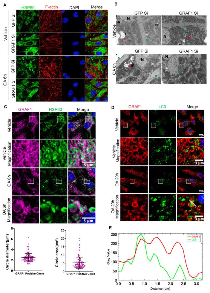 https://cdn.ncbi.nlm.nih.gov/pmc/blobs/1f5d/10930636/63d7ed1539c6/cells-13-00448-g001.jpg
