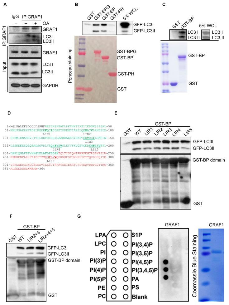 https://cdn.ncbi.nlm.nih.gov/pmc/blobs/1f5d/10930636/bbf49c910090/cells-13-00448-g002.jpg
