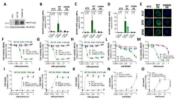 https://cdn.ncbi.nlm.nih.gov/pmc/blobs/1f61/10296708/66e2ba9dbf97/biomolecules-13-00918-g004.jpg