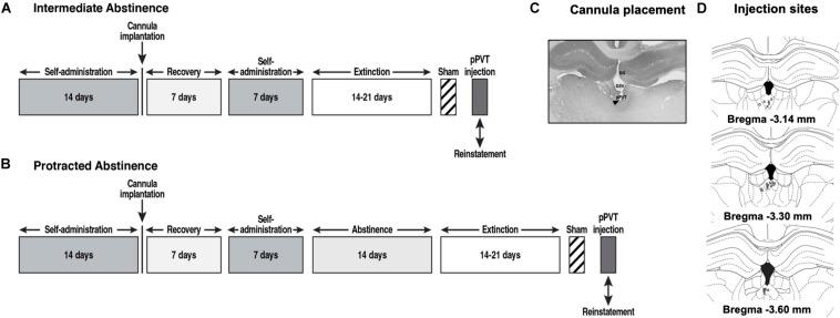 https://cdn.ncbi.nlm.nih.gov/pmc/blobs/1f66/7940839/1f1364933a83/fnbeh-15-620868-g001.jpg