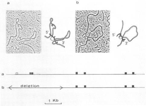 https://cdn.ncbi.nlm.nih.gov/pmc/blobs/1f6a/311785/53919ab4c65b/nar00288-0131-a.jpg