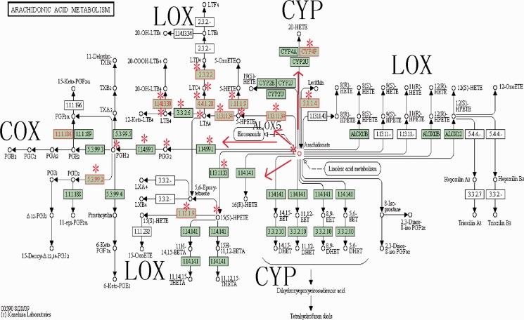 https://cdn.ncbi.nlm.nih.gov/pmc/blobs/1f70/3643575/d053f9a4033f/gkt161f4p.jpg