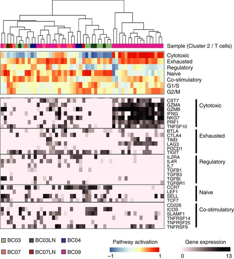 https://cdn.ncbi.nlm.nih.gov/pmc/blobs/1f73/5424158/c903723c1484/ncomms15081-f7.jpg