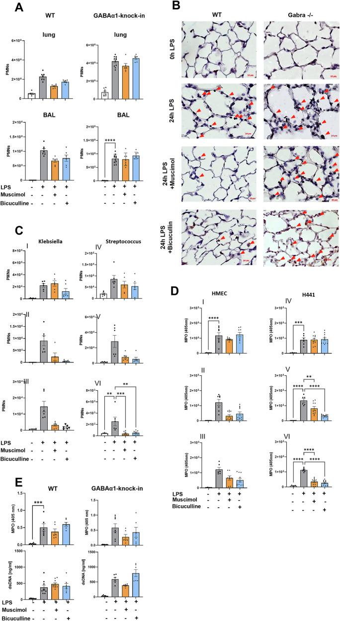 https://cdn.ncbi.nlm.nih.gov/pmc/blobs/1f74/12008292/1f31eb5a7cd8/41419_2025_7488_Fig3_HTML.jpg
