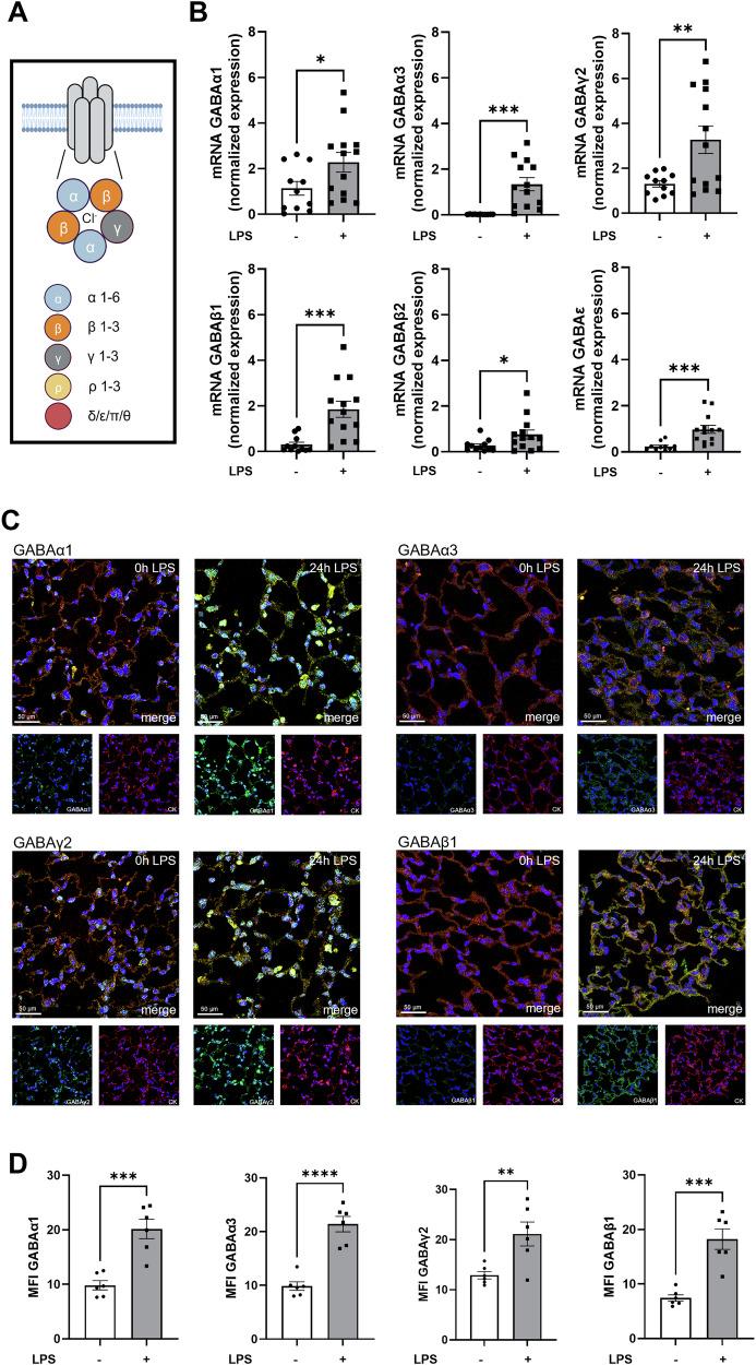 https://cdn.ncbi.nlm.nih.gov/pmc/blobs/1f74/12008292/fe88d02c5621/41419_2025_7488_Fig1_HTML.jpg