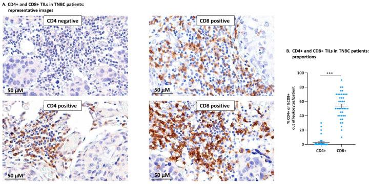 https://cdn.ncbi.nlm.nih.gov/pmc/blobs/1f74/8229590/1f58ee19ee8d/cells-10-01429-g001.jpg