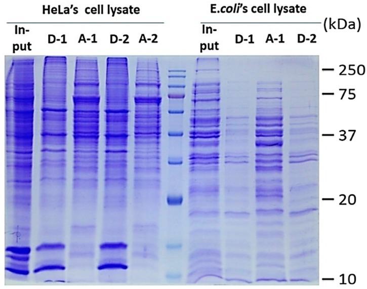 https://cdn.ncbi.nlm.nih.gov/pmc/blobs/1f75/5503057/17ed1313557a/materials-09-00385-g003.jpg
