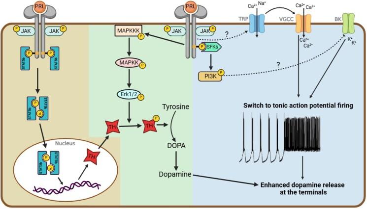 https://cdn.ncbi.nlm.nih.gov/pmc/blobs/1f78/11837187/994cfef00028/bqaf025f2.jpg