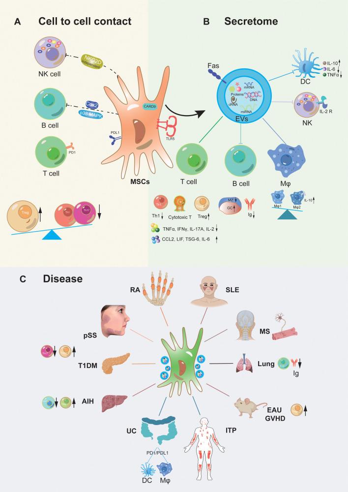 https://cdn.ncbi.nlm.nih.gov/pmc/blobs/1f79/11695405/188d786be809/fimmu-15-1525380-g001.jpg