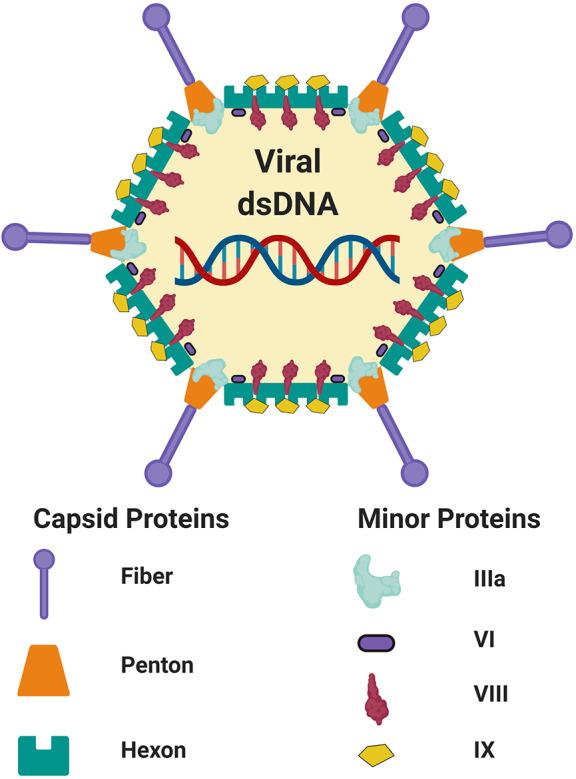 https://cdn.ncbi.nlm.nih.gov/pmc/blobs/1f7a/7248264/87384a6657b2/fimmu-11-00909-g0001.jpg