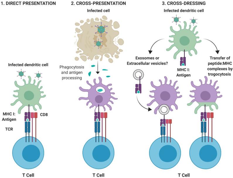 https://cdn.ncbi.nlm.nih.gov/pmc/blobs/1f7a/7248264/a52ae5c83ac0/fimmu-11-00909-g0003.jpg