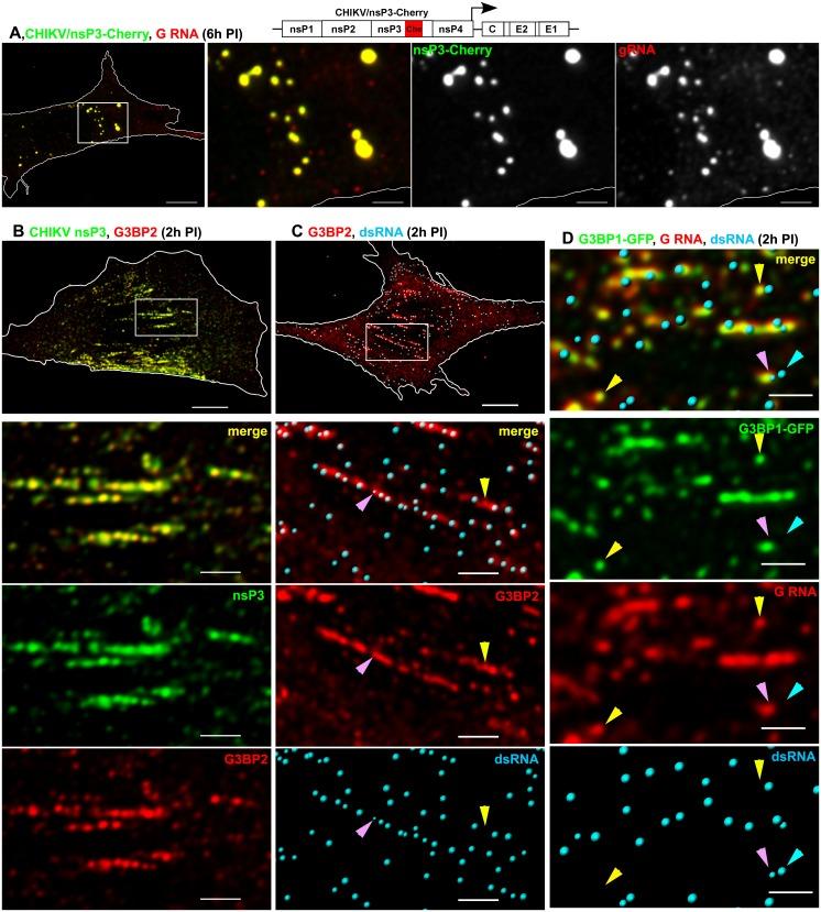 https://cdn.ncbi.nlm.nih.gov/pmc/blobs/1f7b/4980055/1ae4bd2de5a3/ppat.1005810.g006.jpg