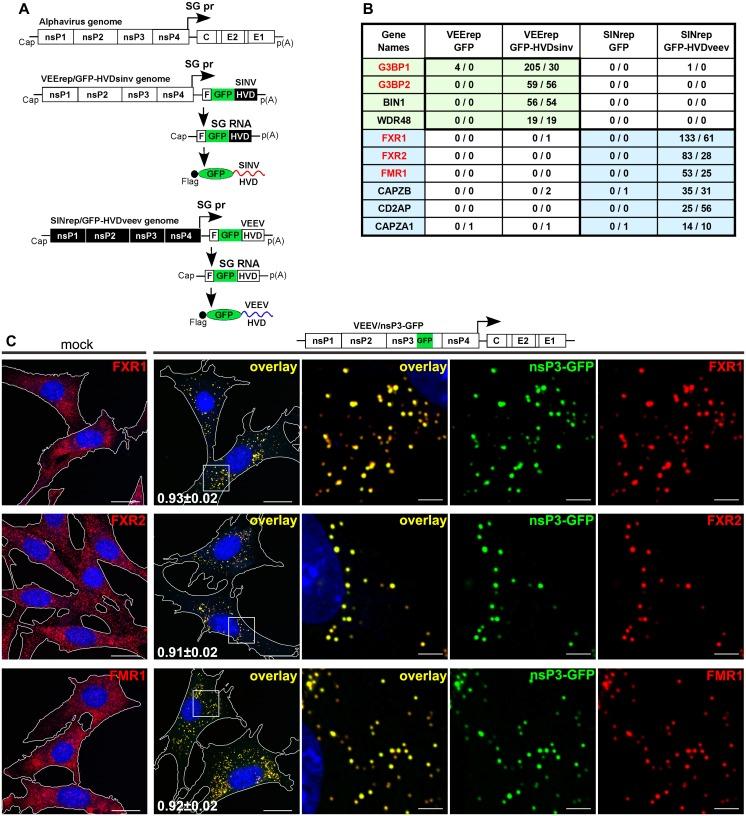 https://cdn.ncbi.nlm.nih.gov/pmc/blobs/1f7b/4980055/d739d37667ae/ppat.1005810.g001.jpg