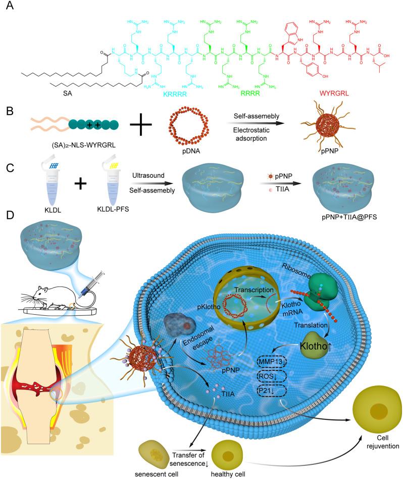 https://cdn.ncbi.nlm.nih.gov/pmc/blobs/1f85/11163801/8ac03dfd10b1/12951_2024_2608_Fig1_HTML.jpg