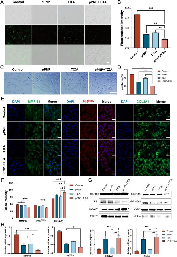 https://cdn.ncbi.nlm.nih.gov/pmc/blobs/1f85/11163801/b39add4481e5/12951_2024_2608_Fig4_HTML.jpg