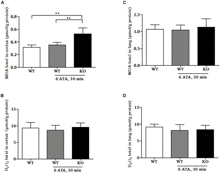 https://cdn.ncbi.nlm.nih.gov/pmc/blobs/1f85/7775677/a907e17e1a18/fphys-11-596326-g005.jpg