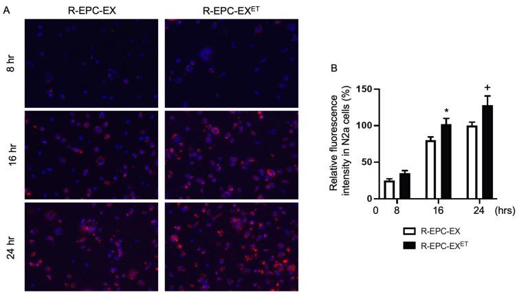 https://cdn.ncbi.nlm.nih.gov/pmc/blobs/1f89/10816803/5d1d213632ac/ijms-25-01148-g001.jpg
