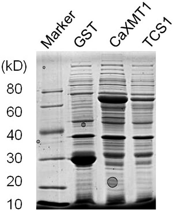 https://cdn.ncbi.nlm.nih.gov/pmc/blobs/1f89/4136831/a71e7276e736/pone.0105368.g003.jpg