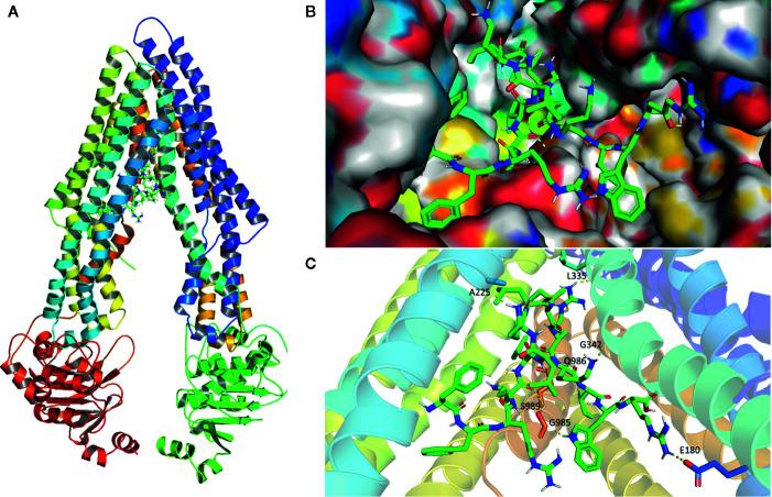 https://cdn.ncbi.nlm.nih.gov/pmc/blobs/1f8a/7438908/3e539b152fe9/fphar-11-01208-g006.jpg