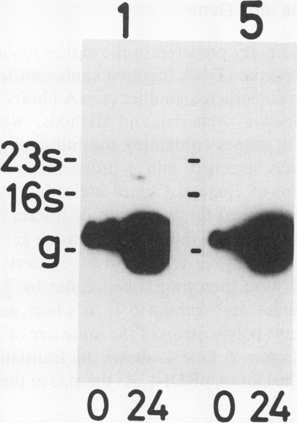 https://cdn.ncbi.nlm.nih.gov/pmc/blobs/1f8d/1077571/c53690a883e5/plntphys00815-0247-a.jpg