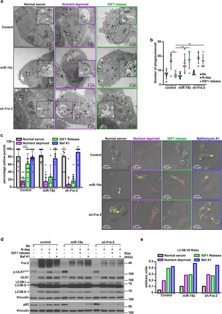 https://cdn.ncbi.nlm.nih.gov/pmc/blobs/1f8d/10859382/b2750261e556/41392_2024_1740_Fig5_HTML.jpg