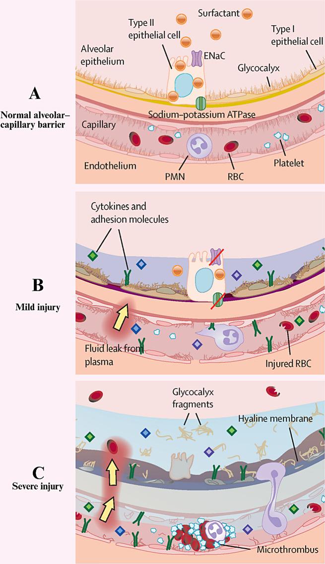 https://cdn.ncbi.nlm.nih.gov/pmc/blobs/1f8d/11184898/1f0966675f96/12951_2024_2615_Fig3_HTML.jpg