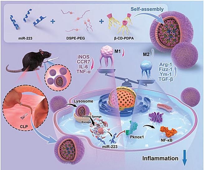 https://cdn.ncbi.nlm.nih.gov/pmc/blobs/1f8d/11184898/363d82aef314/12951_2024_2615_Fig7_HTML.jpg