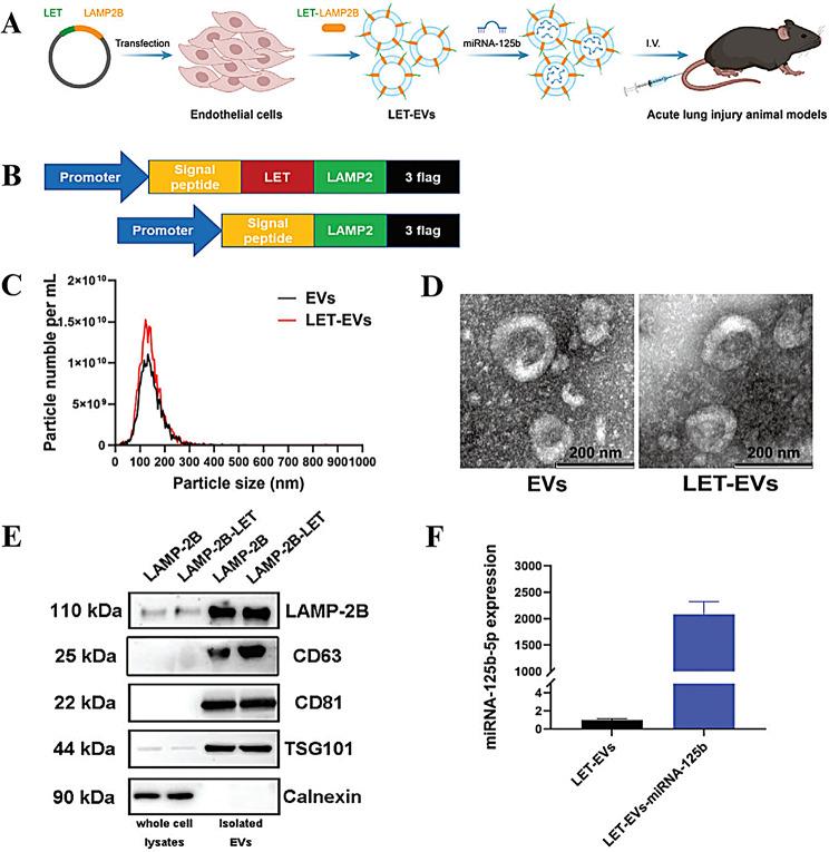 https://cdn.ncbi.nlm.nih.gov/pmc/blobs/1f8d/11184898/91f8ee79100b/12951_2024_2615_Fig10_HTML.jpg